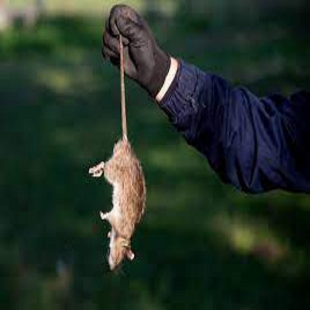 Home Herbal based Rodent Control Treatment