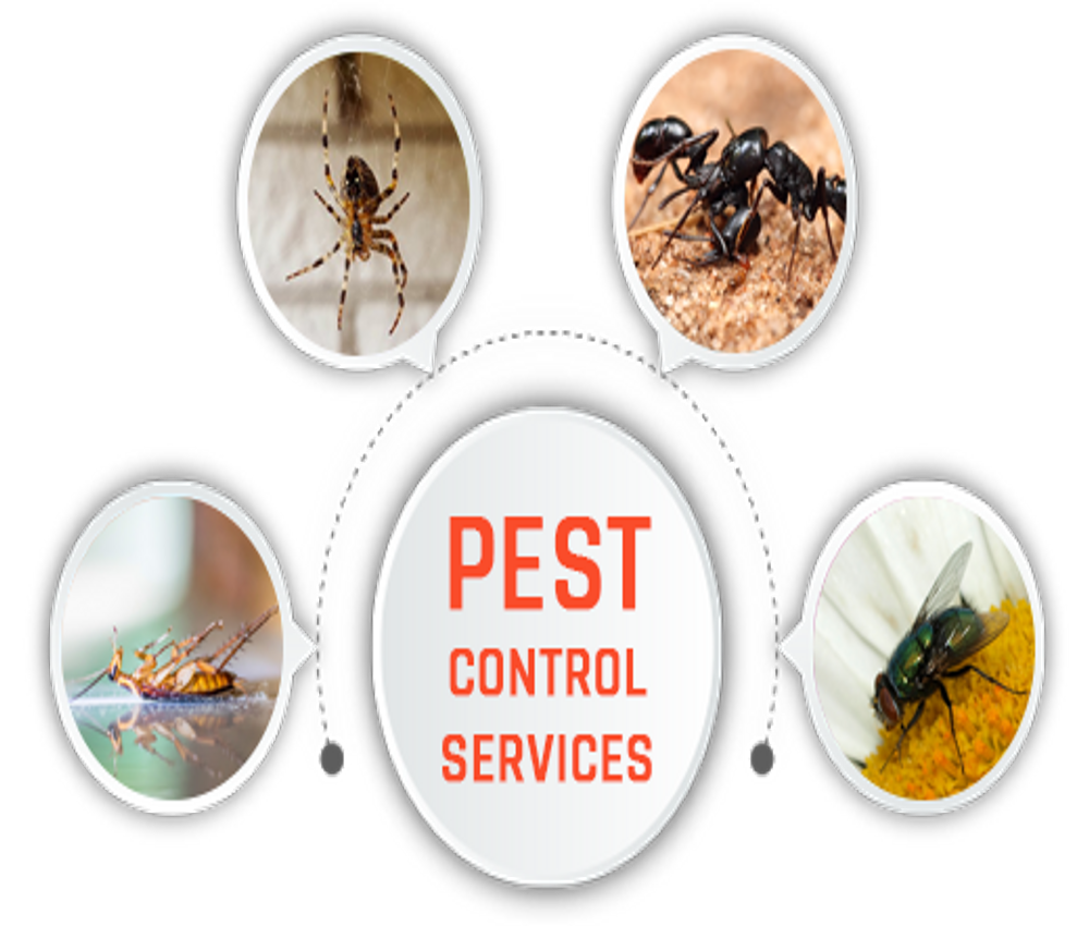 Beetle Pest Control Services