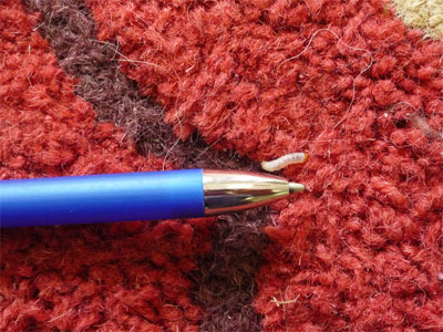Carpet Beetle Control
