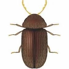Biscuit Beetle Pest Control