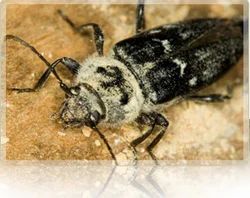 Beetle Control
