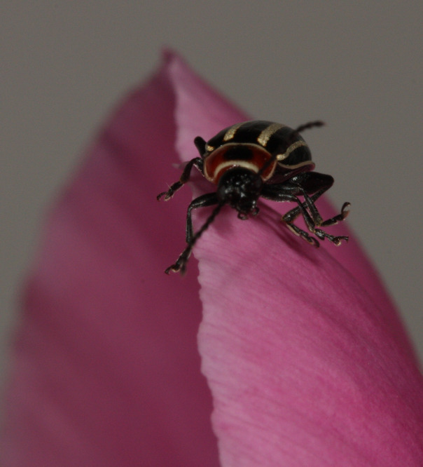 Carpet Beetles Control Services