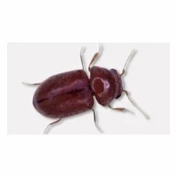 Beetle Pest Control Services
