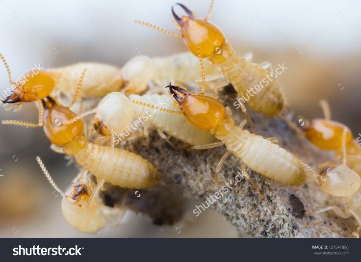 White Ant Control