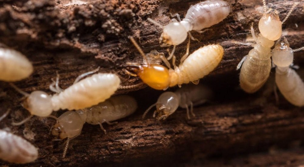 Best Termite Pest Control Service, In Rajasthan