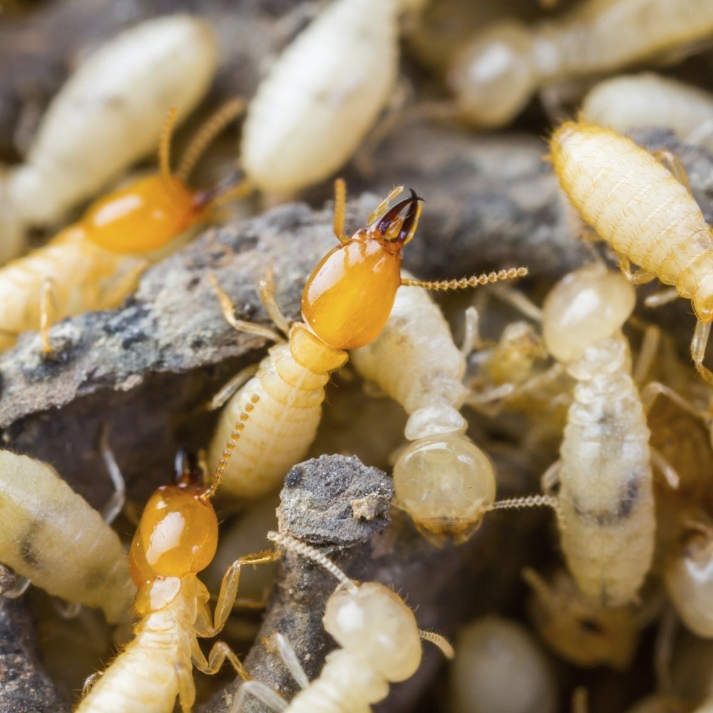 in Home White Ant Control Services