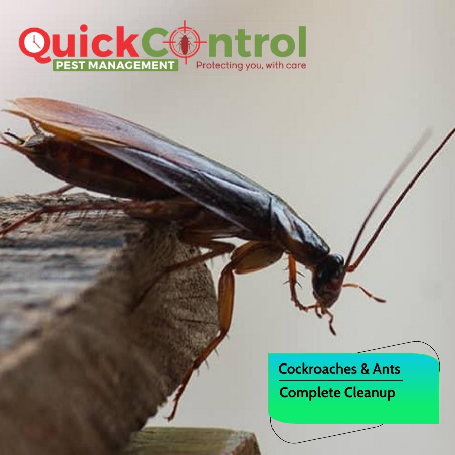 Industrial Chemical based Ant Control Treatment Service
