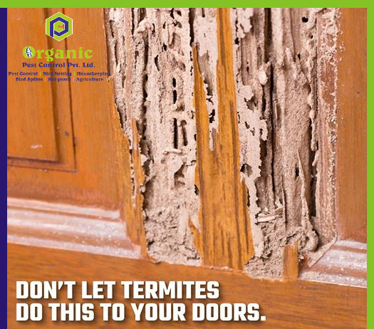Drilling & Spraying Chemical Based Termite Control Service, In Mumbai