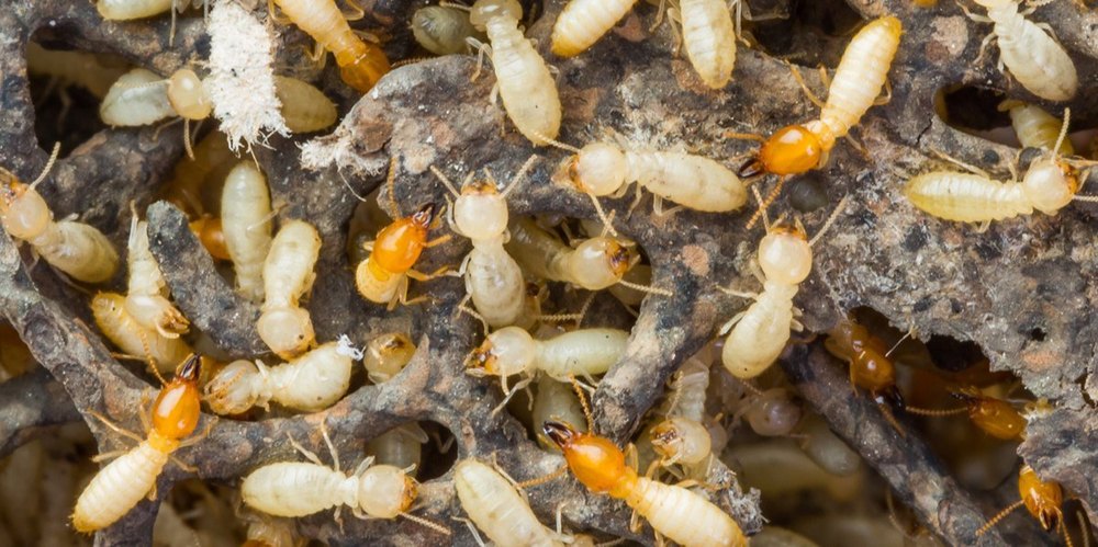White Ants Pest Control Services