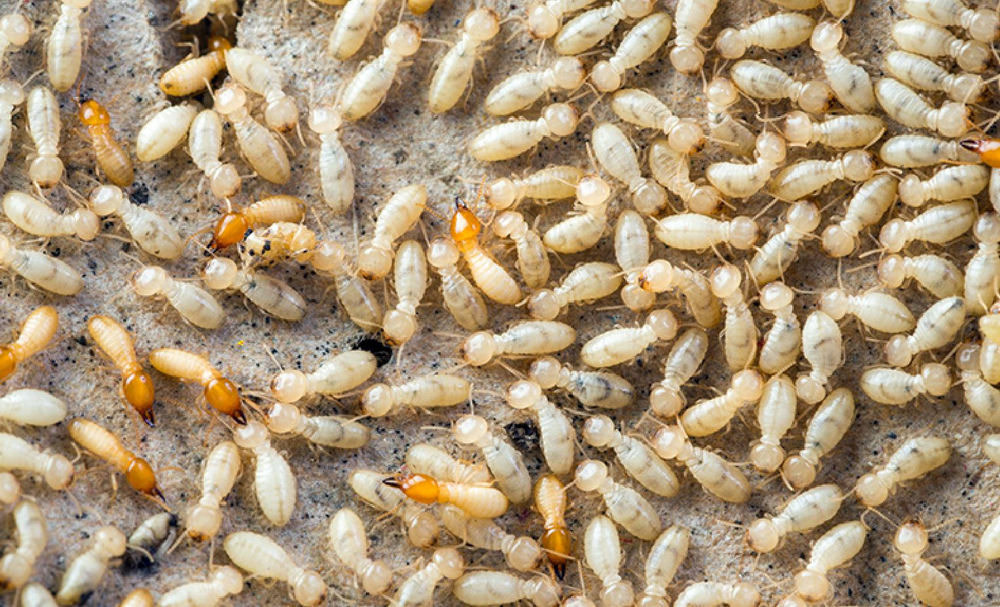 White Ant Treatment Services