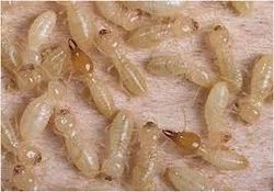 White Ants Pest Control Service