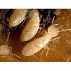 Termite Control
