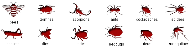 Pest Control Services