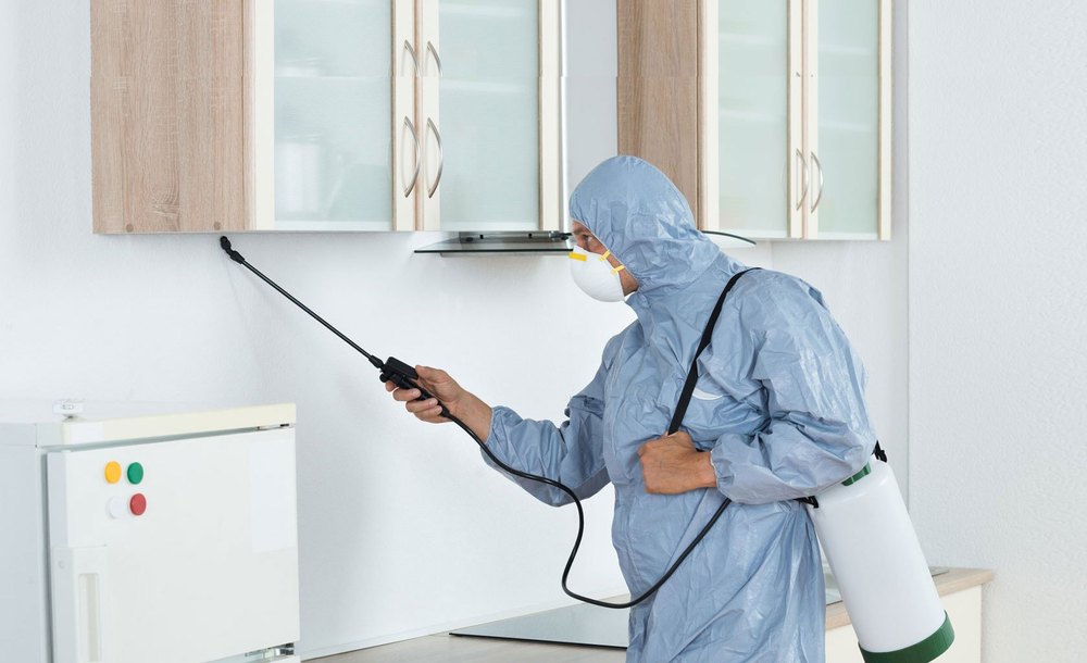 Wasp Control Services, in India