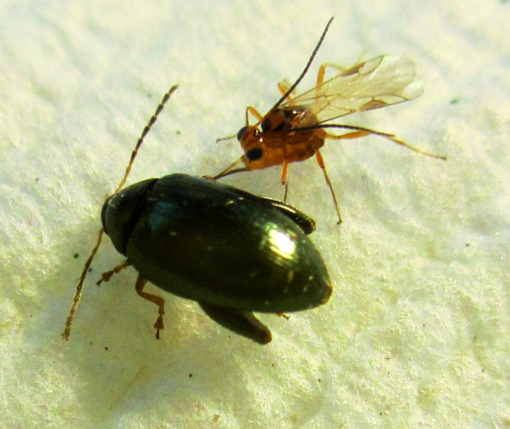 Wasp Pest Control Services