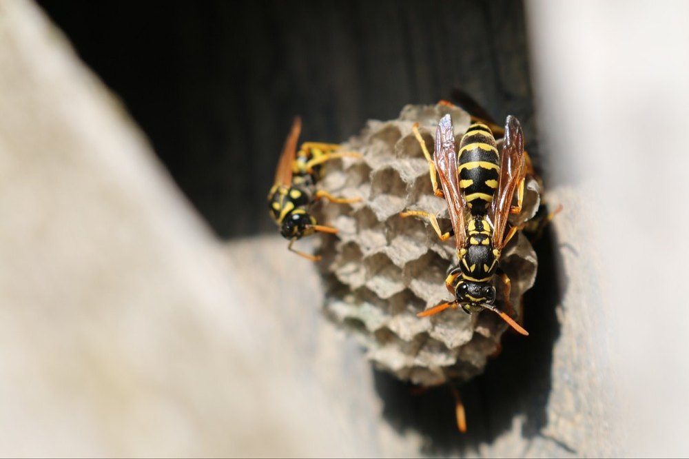 Wasps Pest Control Services