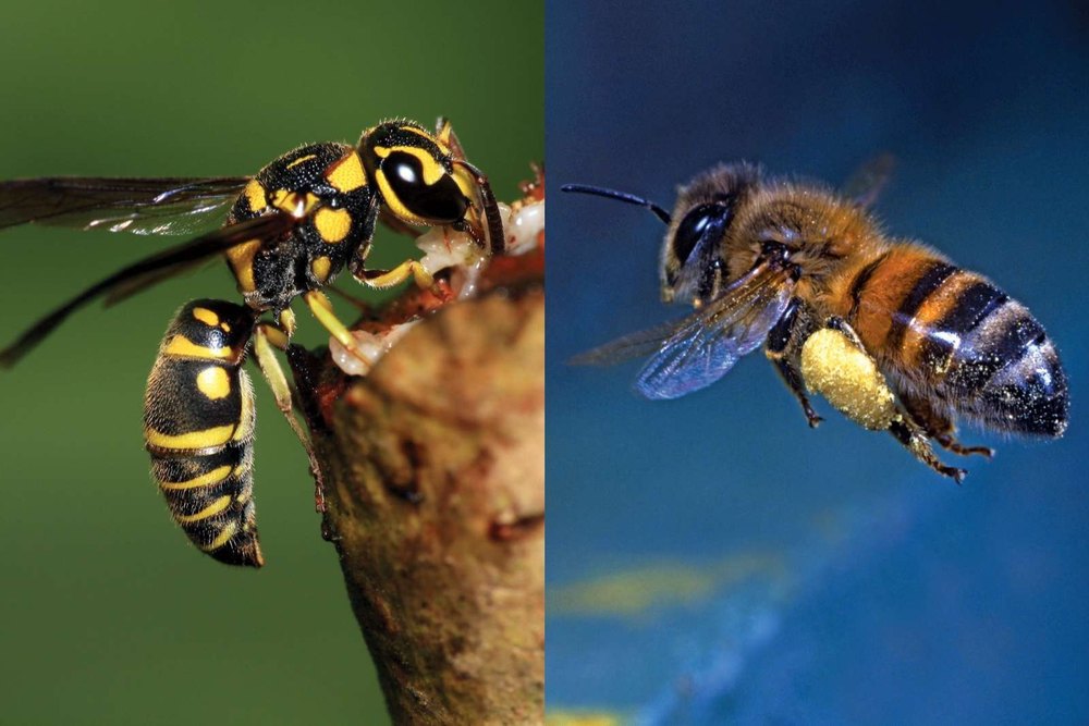 Wasp Control Services
