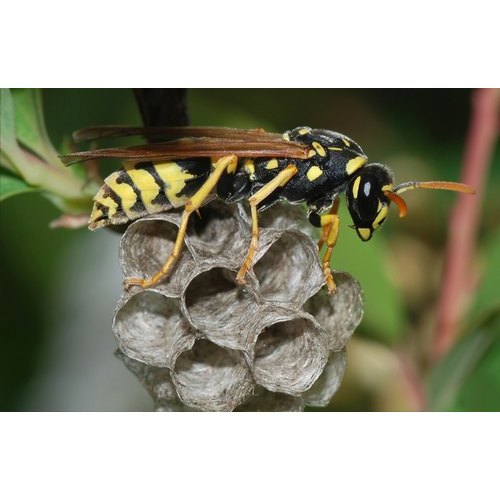 Wasp Control Service