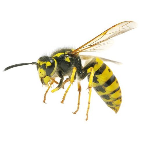 Wasps Control Service