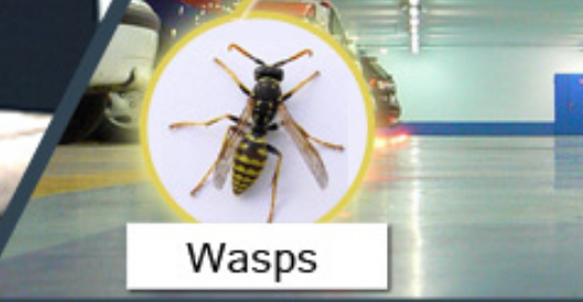 Waps Commercial Wasps Pest Control Services
