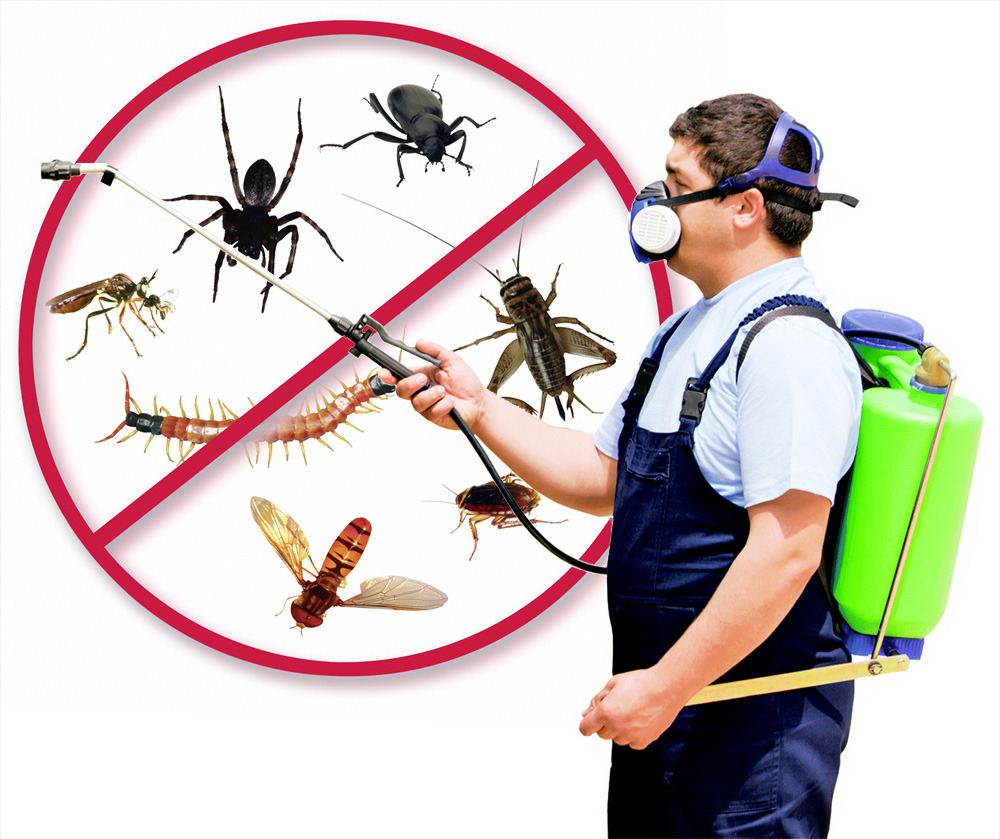 Wasp Control Services