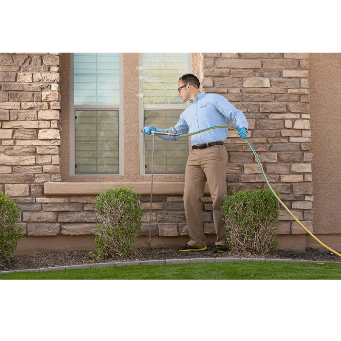 Wasp Control Services