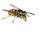 Wasps Control