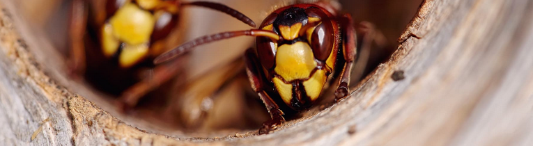 Bees And Wasps Service