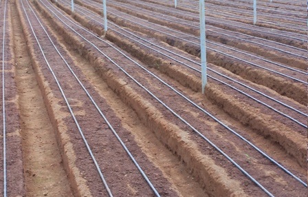 Soil Fertigation Services