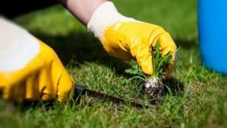 Weed Control Services
