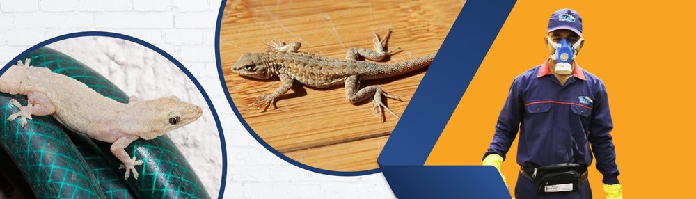 Lizard Control Treatment Services