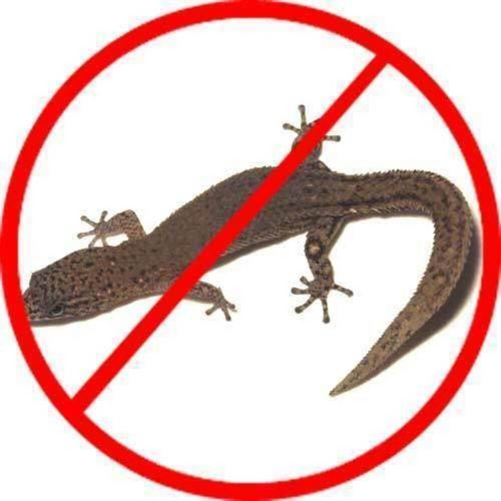Lizard Control Service
