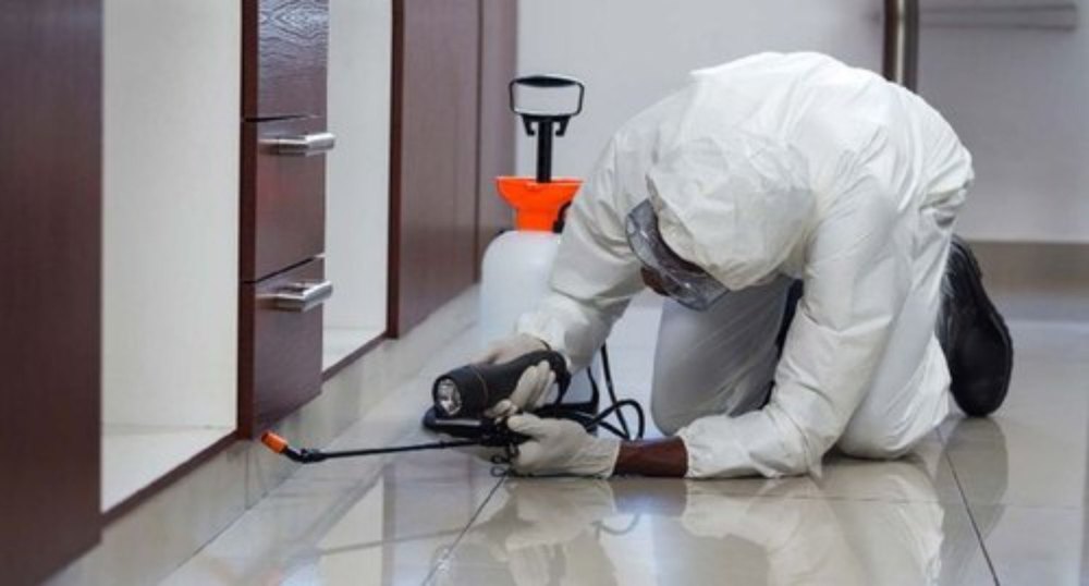 Monthly Residential Termite Pest Control Service, in Delhi NCR