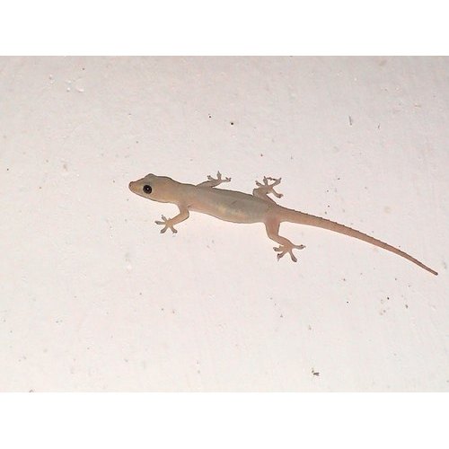Lizard Control Service