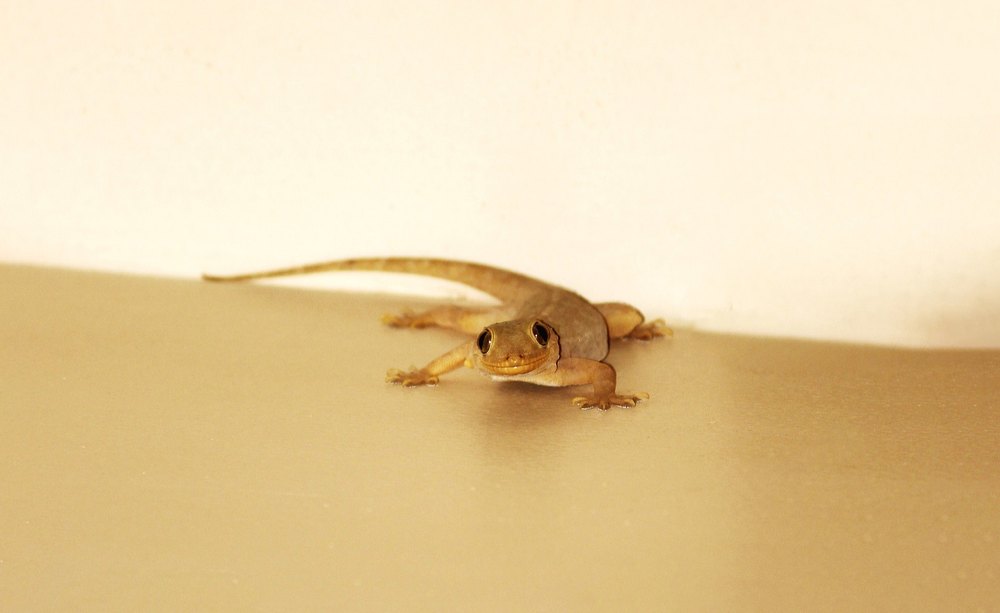 Lizard Control Service