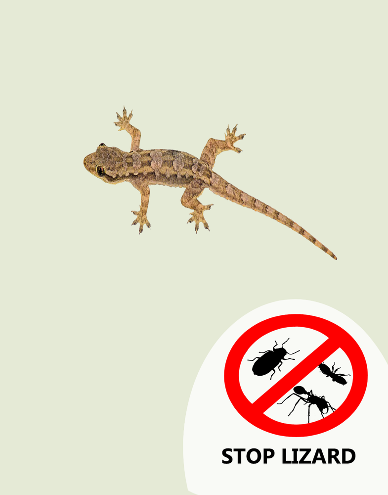 Lizard Pest Control Services