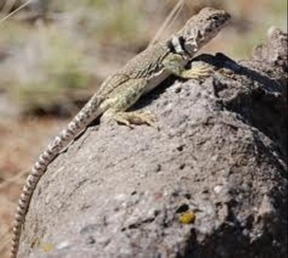 Lizard Pest Control Service