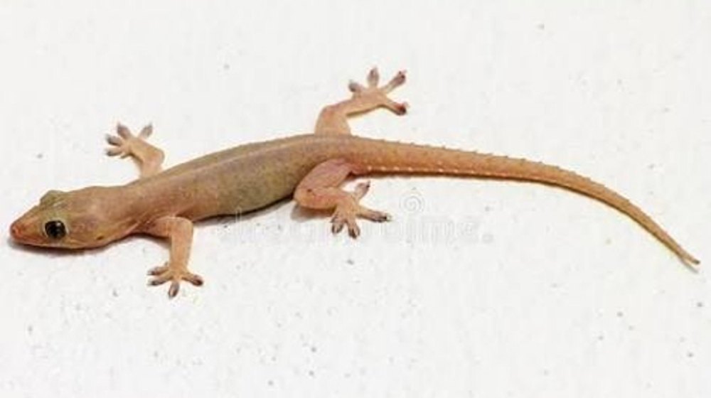 Lizard Management Services