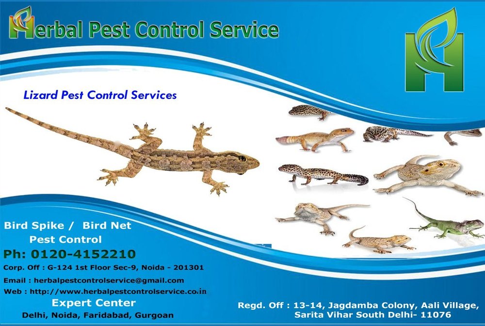 Lizard Control Service