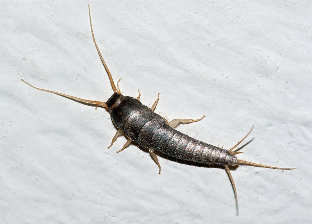 Home Spray Silverfish Pest Control Services, Ncr