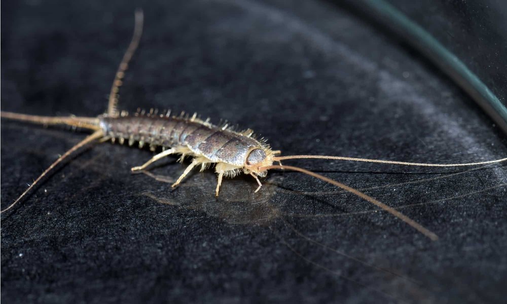 Silverfish Pest Control Service