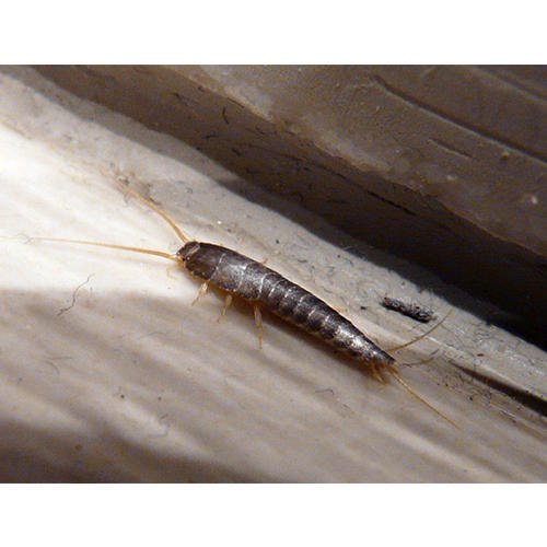 in Commercial Cockroach Silverfish Pest Control Service, in Mumbai