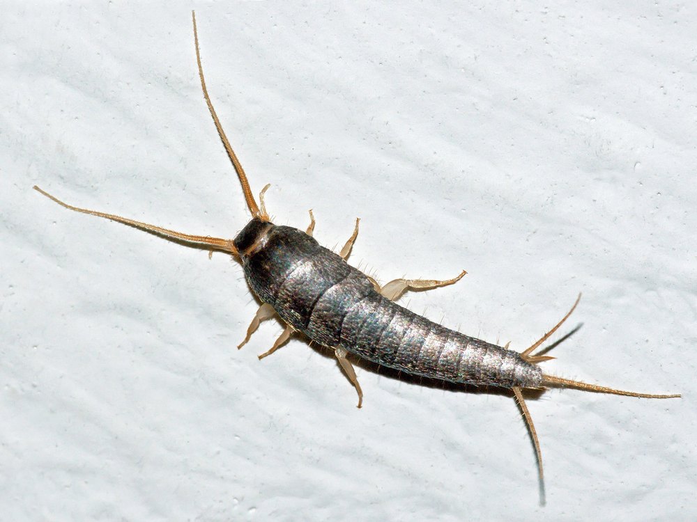 Silverfish Treatment Services