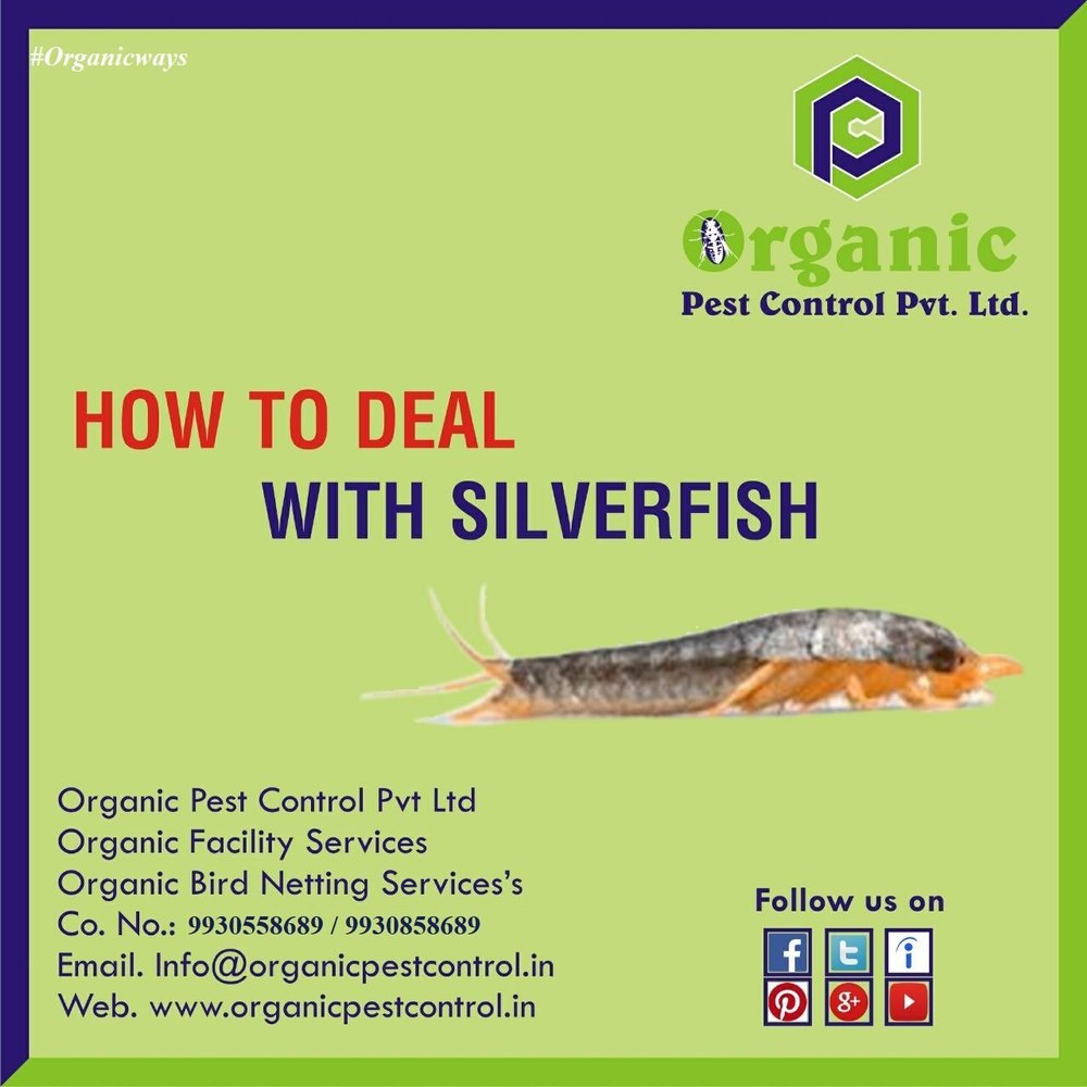 Silverfish Control Service