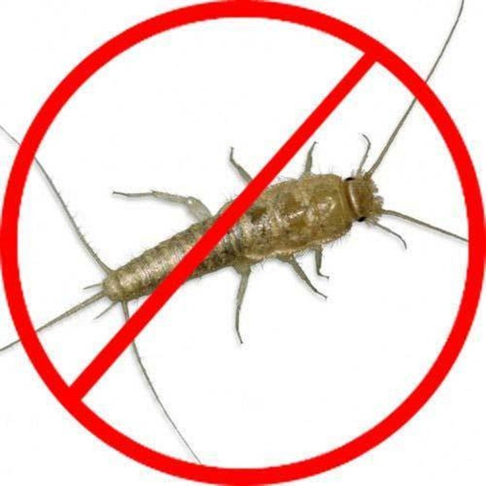 Commercial Silverfish Control Service