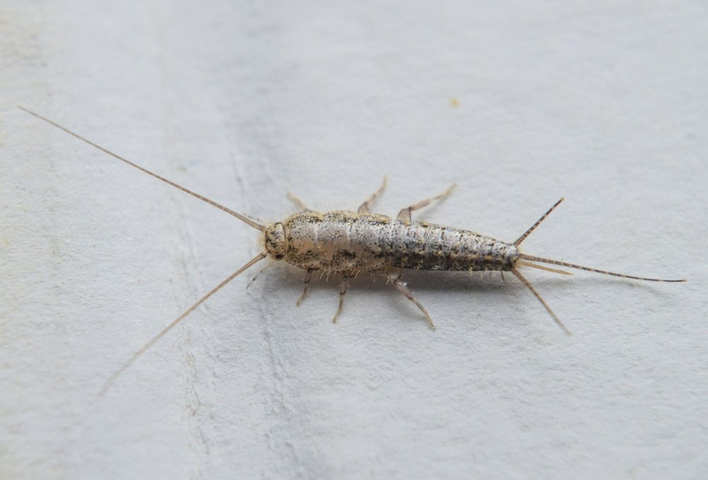 Silverfish Control Service