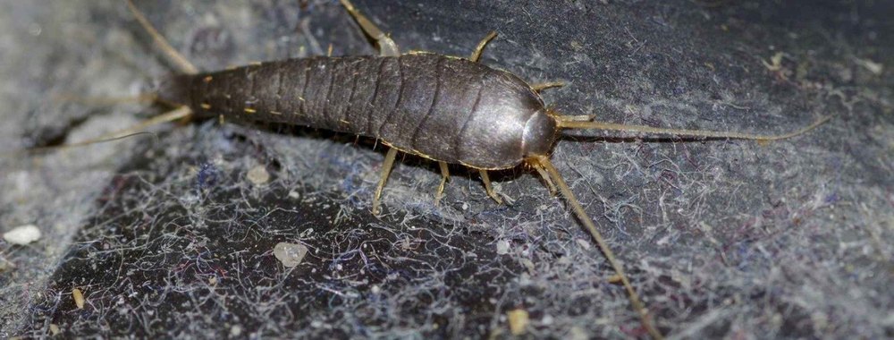 Silverfish Pest Control Service