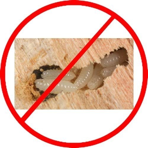 Silverfish Control Service
