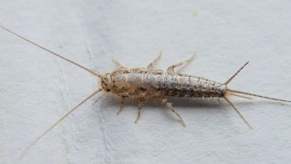 Commercial Spray Silverfish Control Service