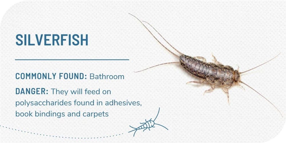 Commercial Spray Silverfish Pest Services